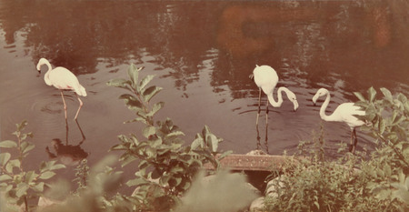 Yelizaveta Mikulina.
Flamingo at zoo. 
1959. 
“Moscow House of Photography” Museum