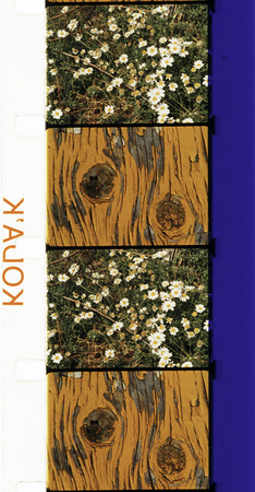 Роз Лаудер.
Букеты 1 - 10. 
1994-1995 гг. 
© Collection Centre Pompidou, Dist. RMN/image Centre Pompidou/Rose Lowder