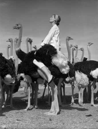 Norman Parkinson.
Wenda and Ostriches, South Africa. Vogue. 
1954. 
© Norman Parkinson Archive, London