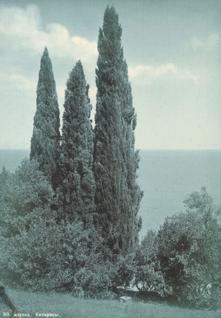 Vasily Sokornov.
Alupka. Cypresses. 
1903. 
“Moscow House of Photography” Museum
