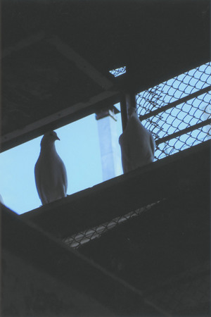 Из серии «Из жизни голубей»