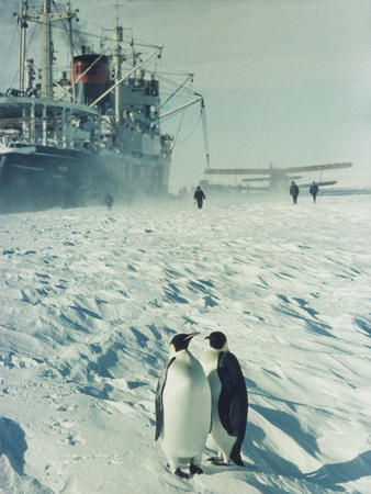 Gennadi Koposov.
Antarctica. Emperor penguins against a background of search ship. 
1967