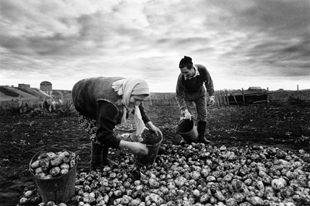 Robert Knoth.
Potato Harvest, Muslumovo. 
2001