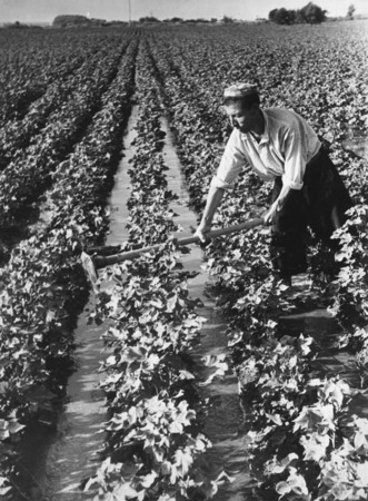 Max Penson.
Irrigation of cotton fields.
1937.
Collection of the museum “Moscow House of Photography”
