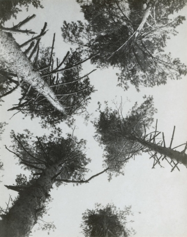 Alexander Rodchenko.
Pine-trees. Pushkino. 1927. 
Vintage Print.
Collection of the Moscow House of Photography Museum.
© A. Rodchenko – V. Stepanova Archive.
© Moscow House of Photography Museum