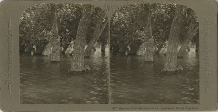 Zakhar Vinogradov.
'Life and Nature of Russia. Volga and Privolzhye' series.
Trees inundated by spring flooding of the Volga. Lower reaches.
1913.
Silver gelatin print.
MAMM collection