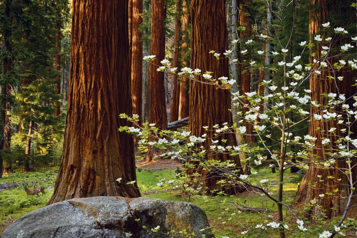 Гигантская секвойя (Sequoiadendron gigantum), Калифорния, США
© Флорис ван Брейгель / EBphoto / Naturepl.fr