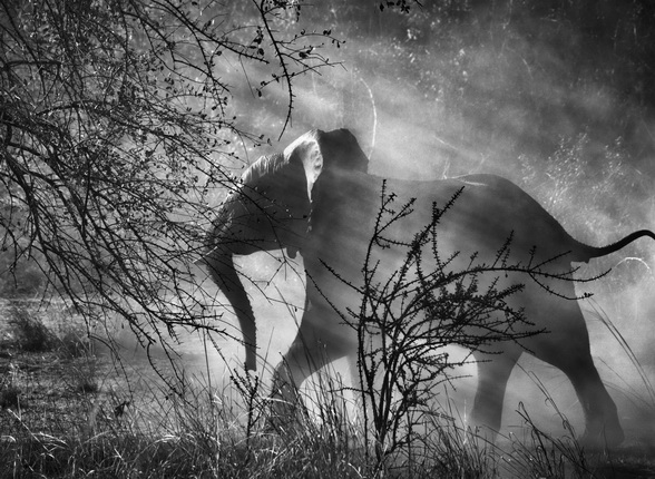 Elephants are hunted by poachers in Zambia, so they are scared of humans and vehicles. When they see an approaching car, they usually run quickly into the bush. 
Kafue National Park. Zambia. 2010.
Photograph by Sebastião SALGADO / Amazonas images