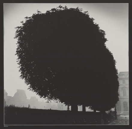 Андрей Баскаков.
Дерево. Париж. 1970-е