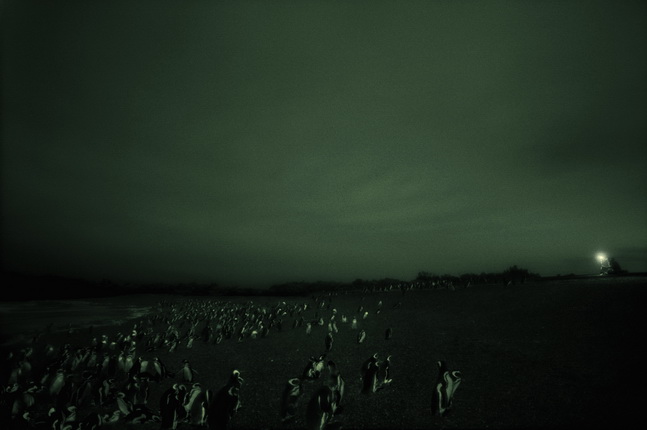 Филипп Паррено.
Разговаривая с пингвинами, 2007.
Цветная фотография, диасек.
Коллекция Филиппа Коэна