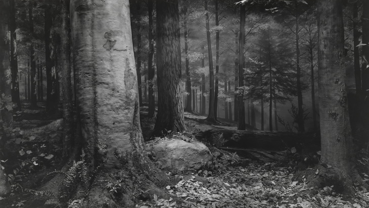 Hiroshi Sugimoto.
Original Forest in Northern Pennsylvania. 1980.
© Hiroshi  Sugimoto. Courtesy of Gallery Koyanagi