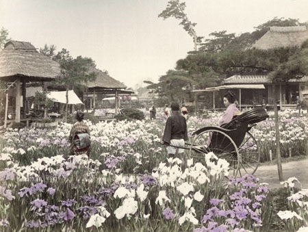 Unknown author.
Garden of irises. Tokyo. 
1890s