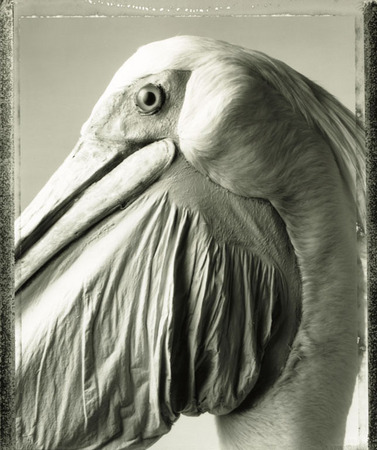 Bettina Rheims.
Pelican half face, Paris.
Animal series. 
August, 1982