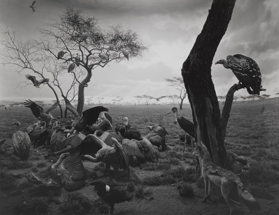Hiroshi Sugimoto.
Hyena-Jackal-Vulture. 1980.
© Hiroshi  Sugimoto. Courtesy of Gallery Koyanagi