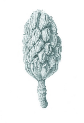 Ekkehard Welkens.
Magnolia Fruit. 2004.
Pencil.
Private Collection