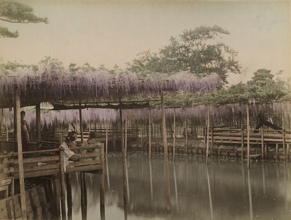 Tamamura Kozaburo (?).
Watching wisteria blossoms from a tea house at Kameido-Tenjin Shrine, Tokyo.
c. 1897.
Albumen print, hand-colored.
MAMM collection