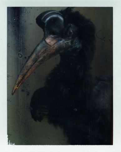 Черная птица, 2015