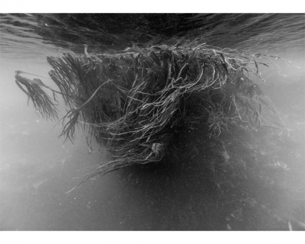 Николя Флок.
Из серии «Подводные пейзажи».
Уэсан, -3 м.
2016
© ADAGP Paris 2020