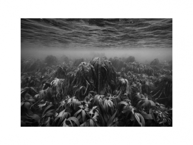 Николя Флок. Начало моря. Заросли ламинарий, –6 м. Из серии «Подводные пейзажи»,
Остров Молен, Франция, 2019. © ADAGP, Paris, 2020