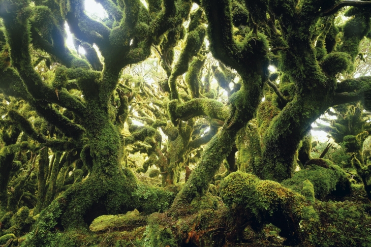 Умеренновлажный лес, национальный парк Те Уревера, Иль дю Норд, Новая Зеландия
© Колин Монтис / AGE Fotostock