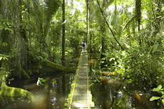 Амазонка. Лес будущего. 2010