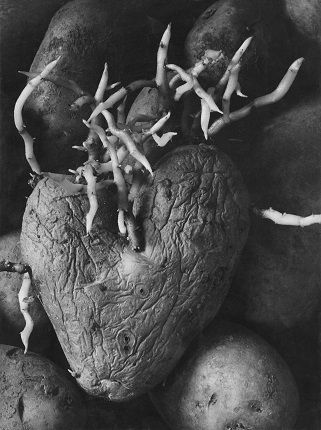 Аньес Варда.
Картофельное сердце. 1953 год.
Из серии «Воспоминание о выставке 1954 года».
Предоставлено художником и галереей Натали Обадиа, Париж/Брюссель © Аньес Варда