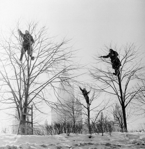 «Грачи прилетели». Москва, 1960. Серебряно-желатиновый отпечаток. Собрание МАММ