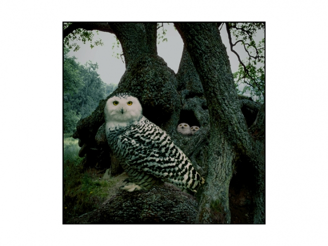 Frank Horvat.
Owls.
1994
© Frank Horvat / Collection of the Multimedia Art Museum, Moscow
