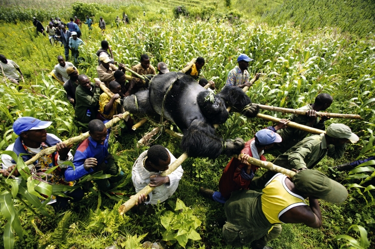 Вынос гориллы, убитой пулей, 2007 год, Демократическая Республика Конго
© Брент Стиртон / GETTY Images