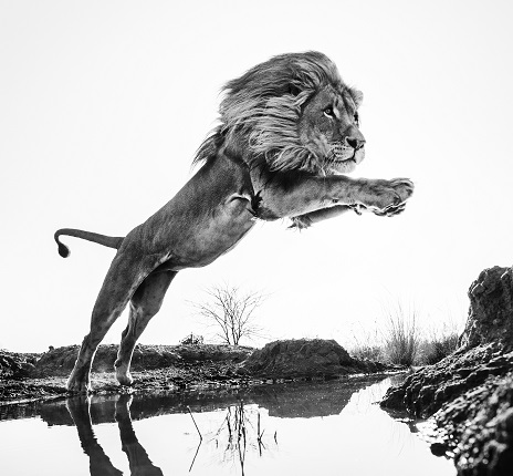 David Yarrow.
Lion King. 2014
©David Yarrow Photography