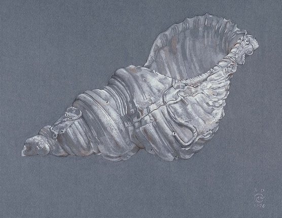 Ekkehard Welkens.
Common Whelk. 1999.
Ink and Pencil.
Private Collection