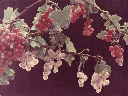 A. Bushkin.
Currant. 
1964. 
“Moscow House of Photography” Museum