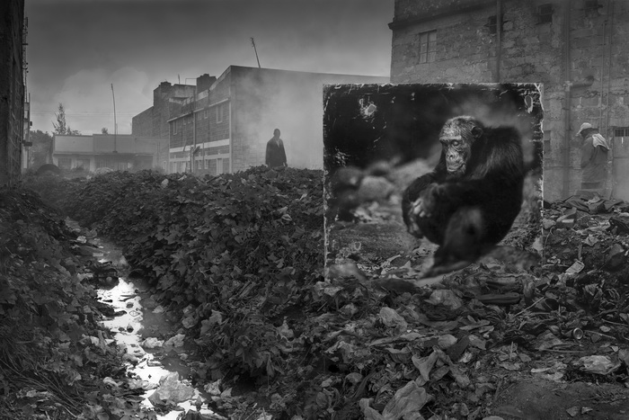 Ник Брандт
Переулок и шимпанзе, 2014
© Ник Брандт