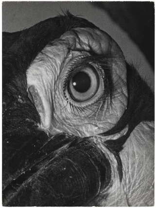 Андре Штайнер. 
Глаз попугая, 1930-е.
Бромосеребряно-желатиновый отпечаток.
© Nicole Bajolet-Steiner
