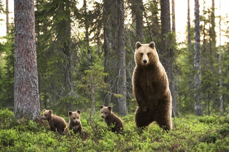 Медведь и три медвежонка, Финляндия
© Луи-Мари Прео