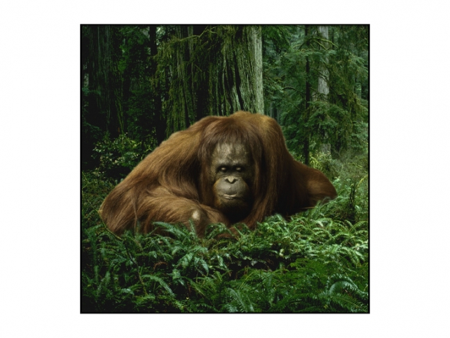 Frank Horvat.
Orangutan.
1994
© Frank Horvat / Collection of the Multimedia Art Museum, Moscow